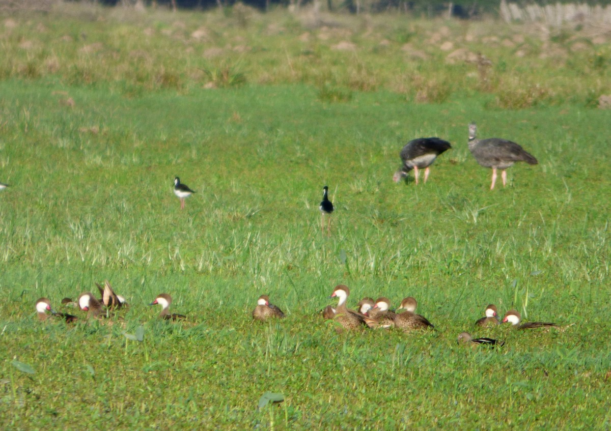 White-cheeked Pintail - ML552381211