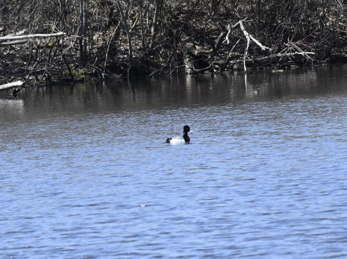 Lesser Scaup - ML552381721