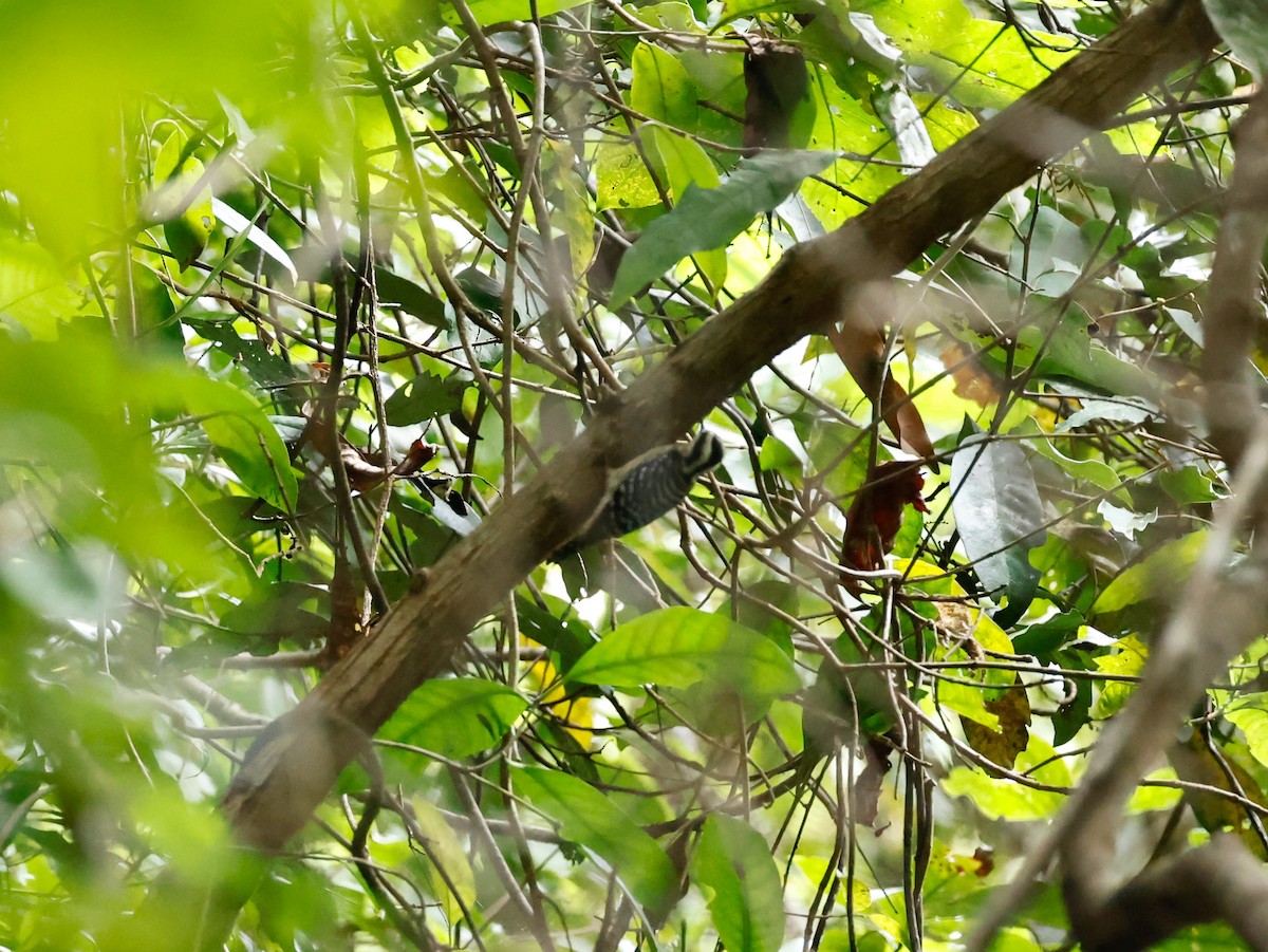 Sunda Pygmy Woodpecker - ML552382091
