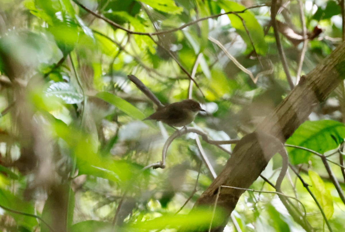 Brown-capped Fantail - ML552382361