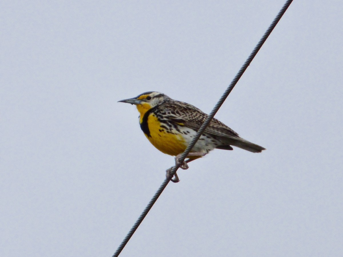 Western Meadowlark - ML55238251