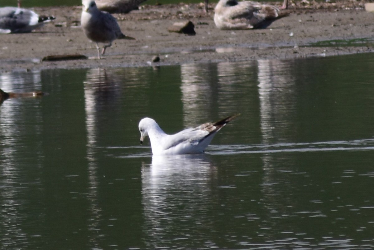 Ring-billed Gull - ML552382541