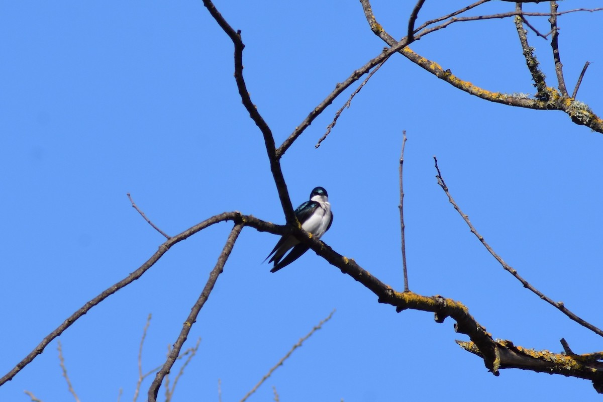 Tree Swallow - ML552382921