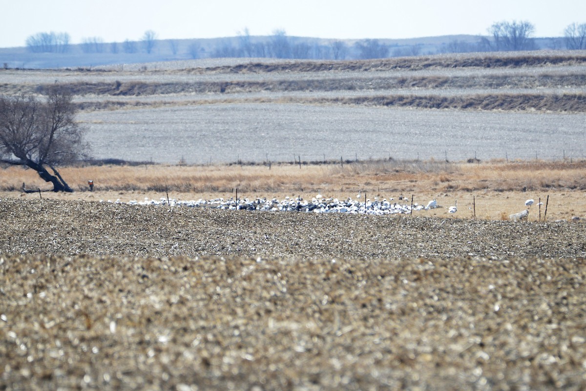 Snow Goose - ML552383201