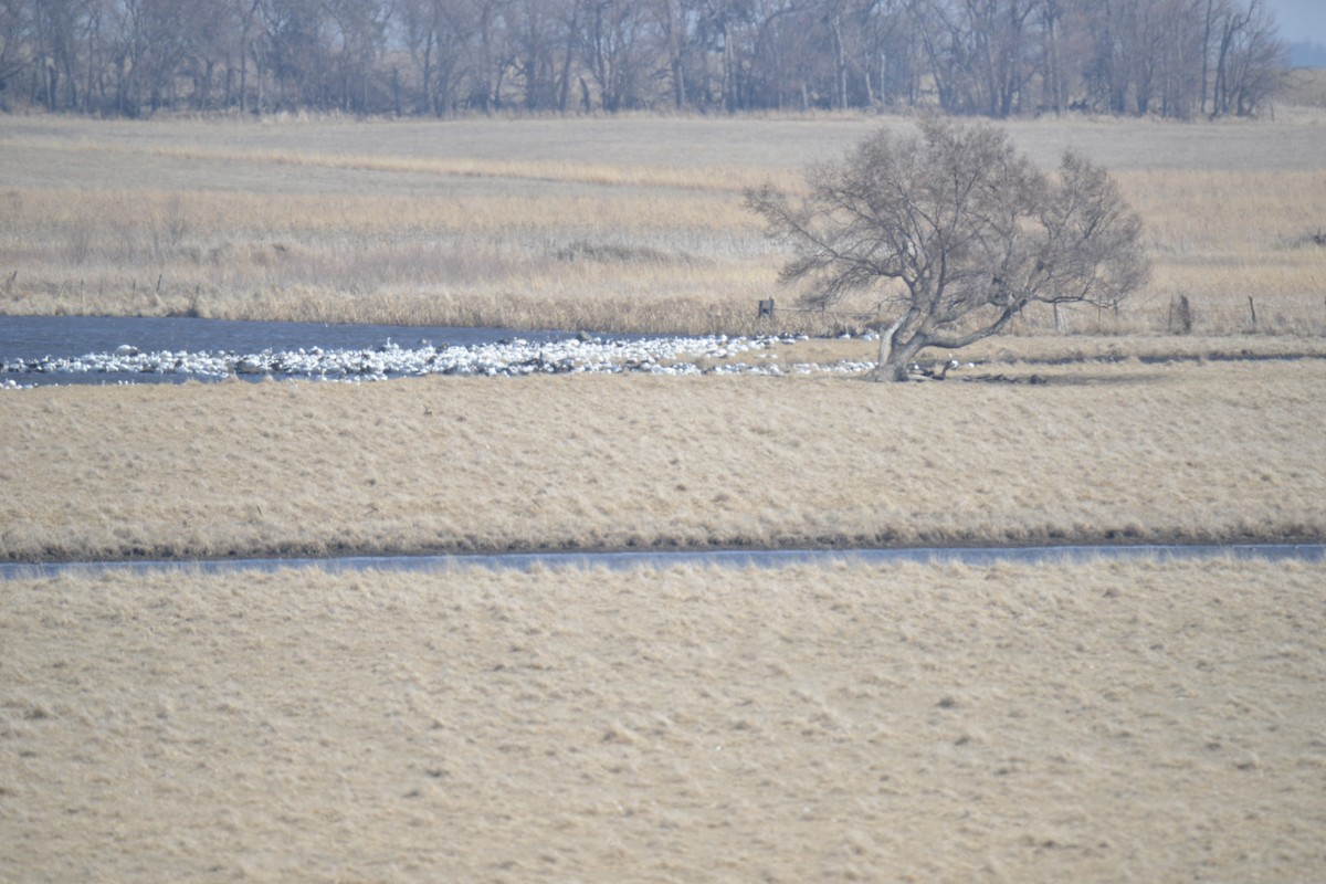 Snow Goose - ML552383231