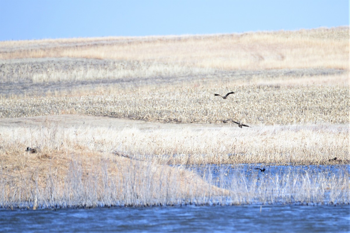 Weißkopf-Seeadler - ML552384121