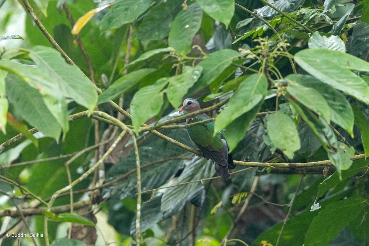 Asian Emerald Dove - ML552384951