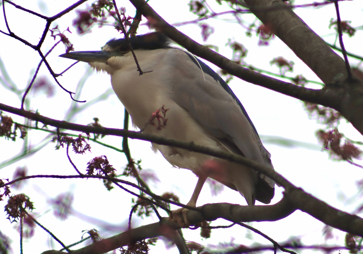 Black-crowned Night Heron - ML552384961