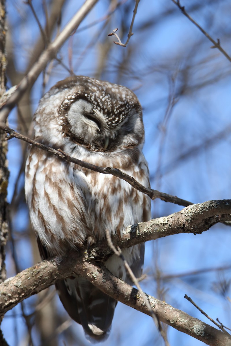 Boreal Owl - ML552385271