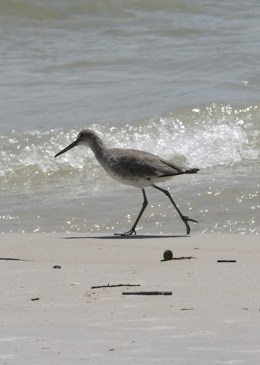 Willet - ML552385861