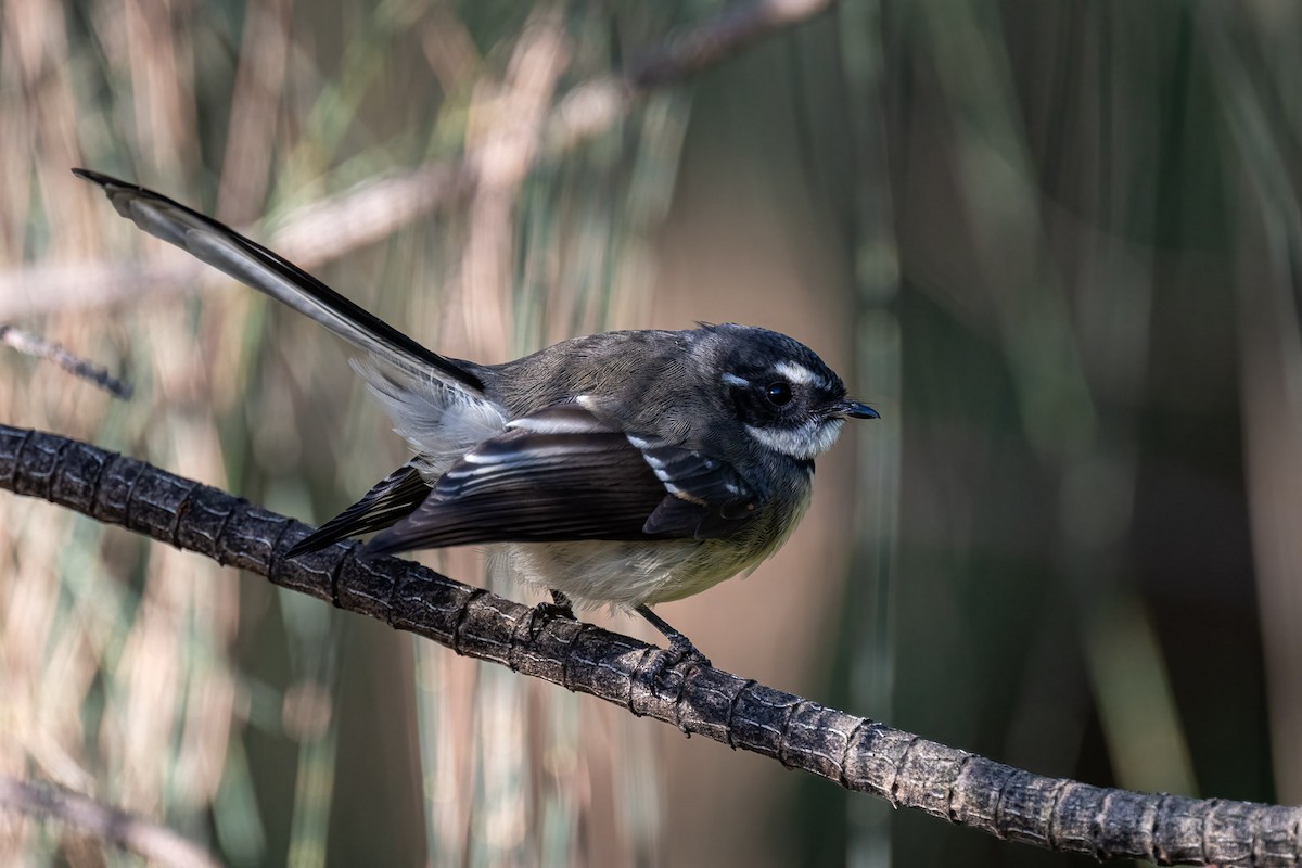 Gray Fantail - ML552387831