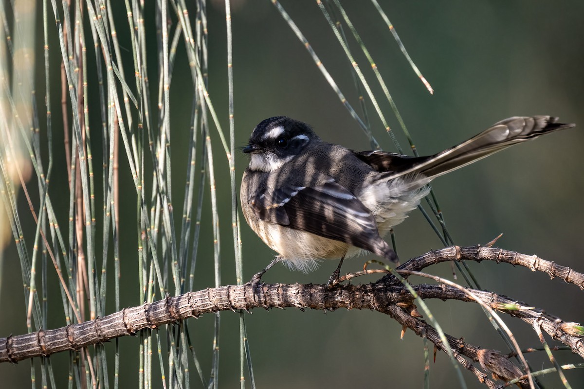 Gray Fantail - ML552387841