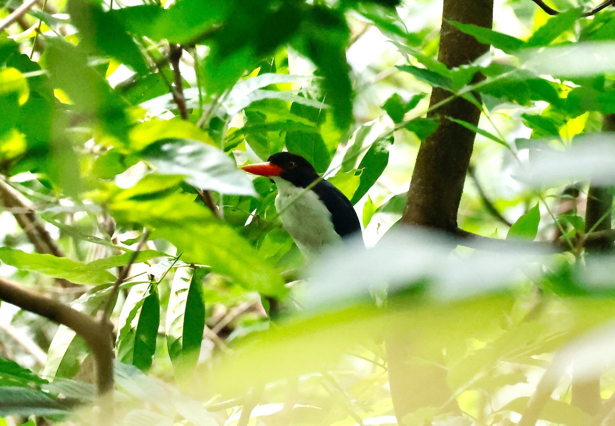 White-rumped Kingfisher - ML552389501