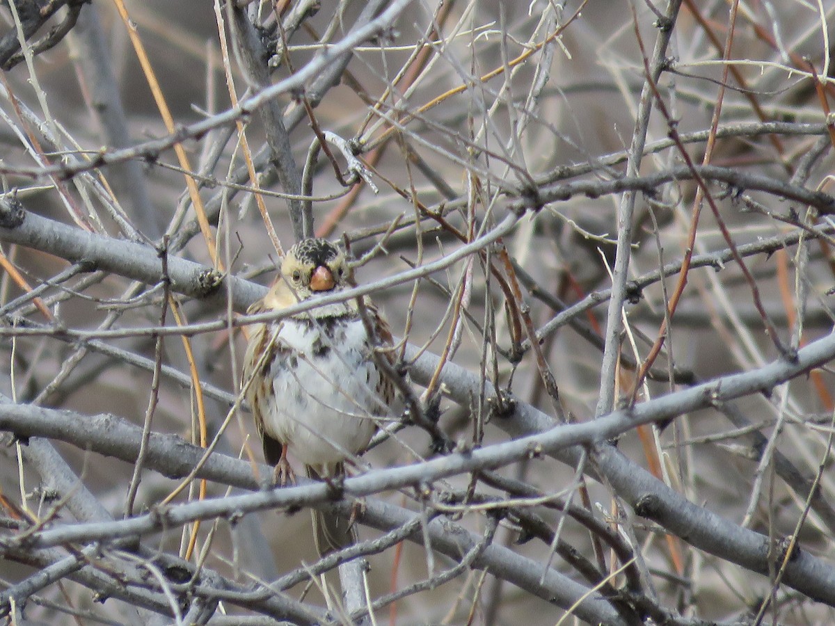 Harris's Sparrow - ML552389651