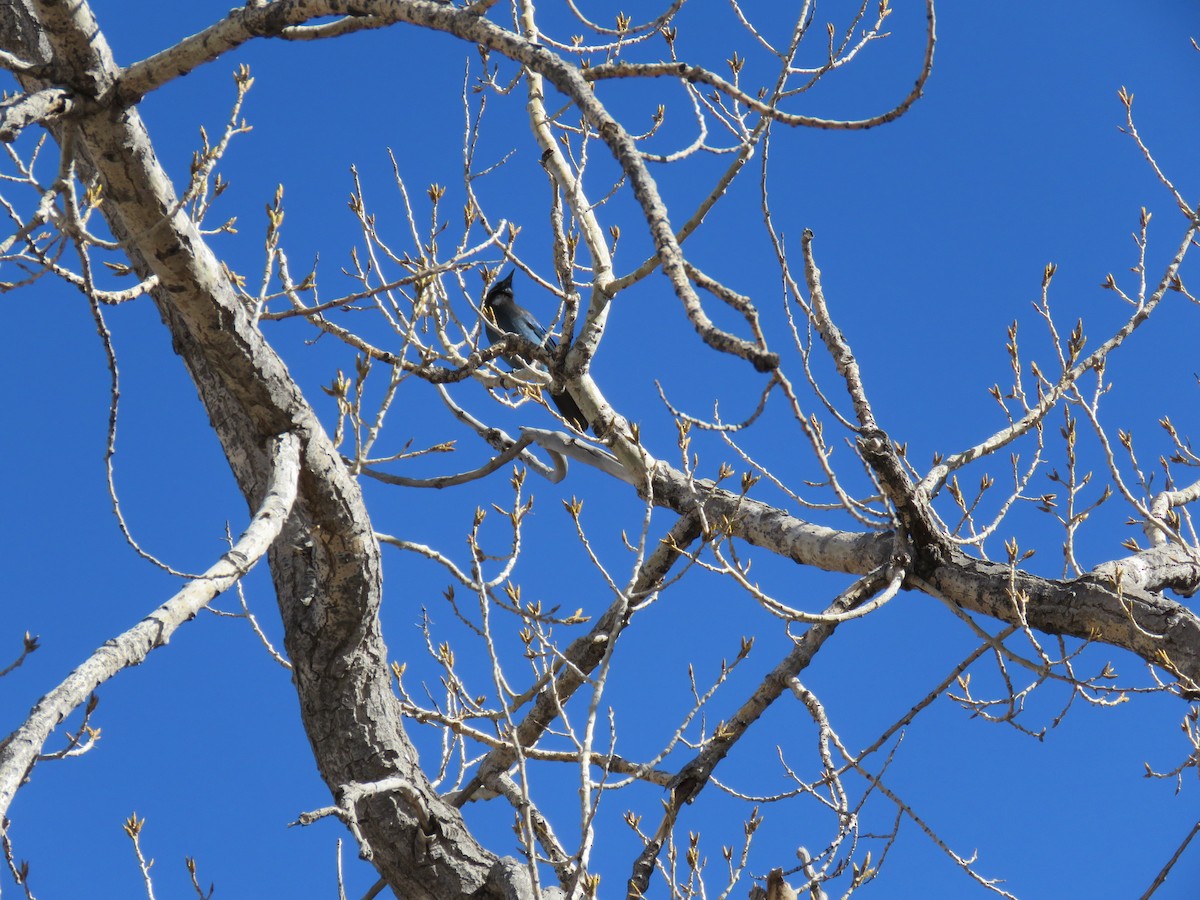 Steller's Jay - ML552389671