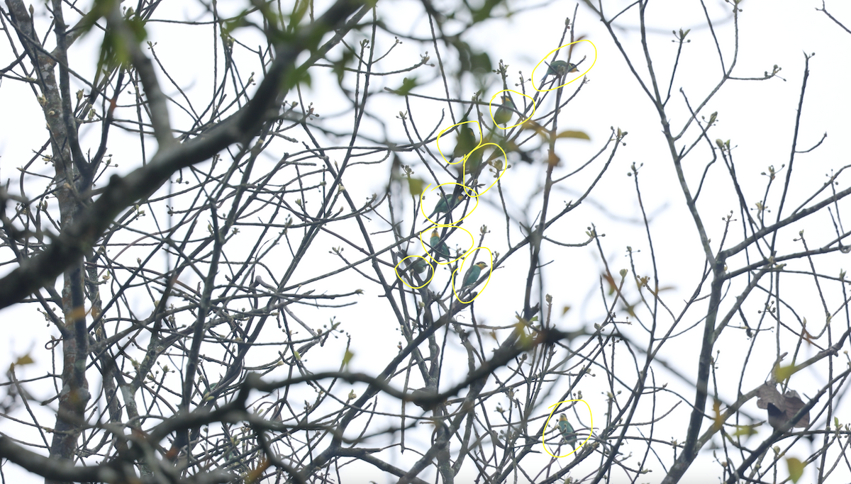 Long-tailed Broadbill - ML552389801