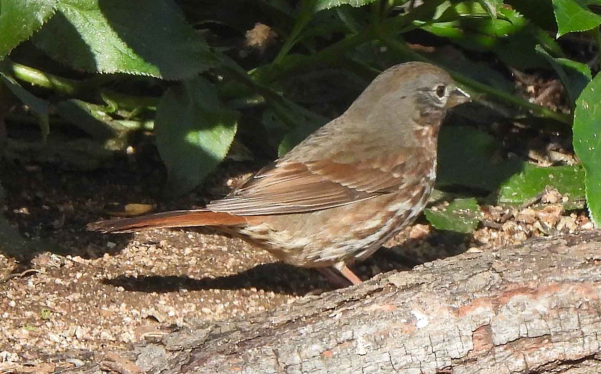 Fox Sparrow - ML552389911