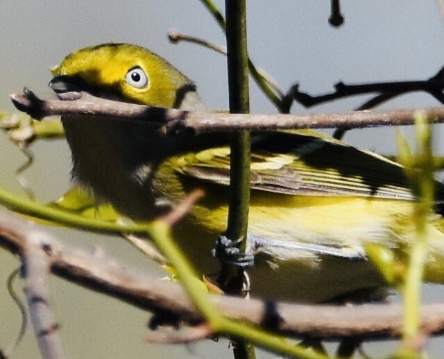 White-eyed Vireo - Jason C. Martin