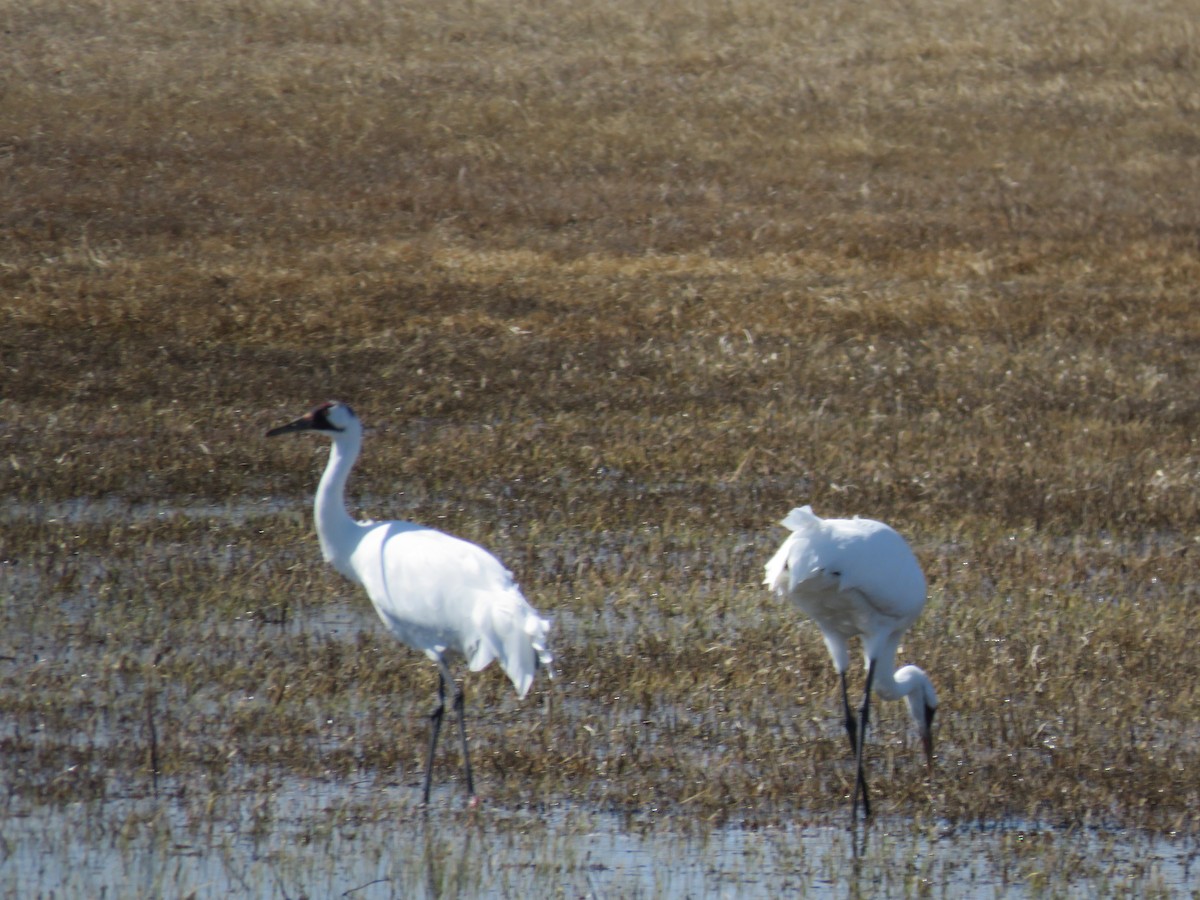 Whooping Crane - ML552390341