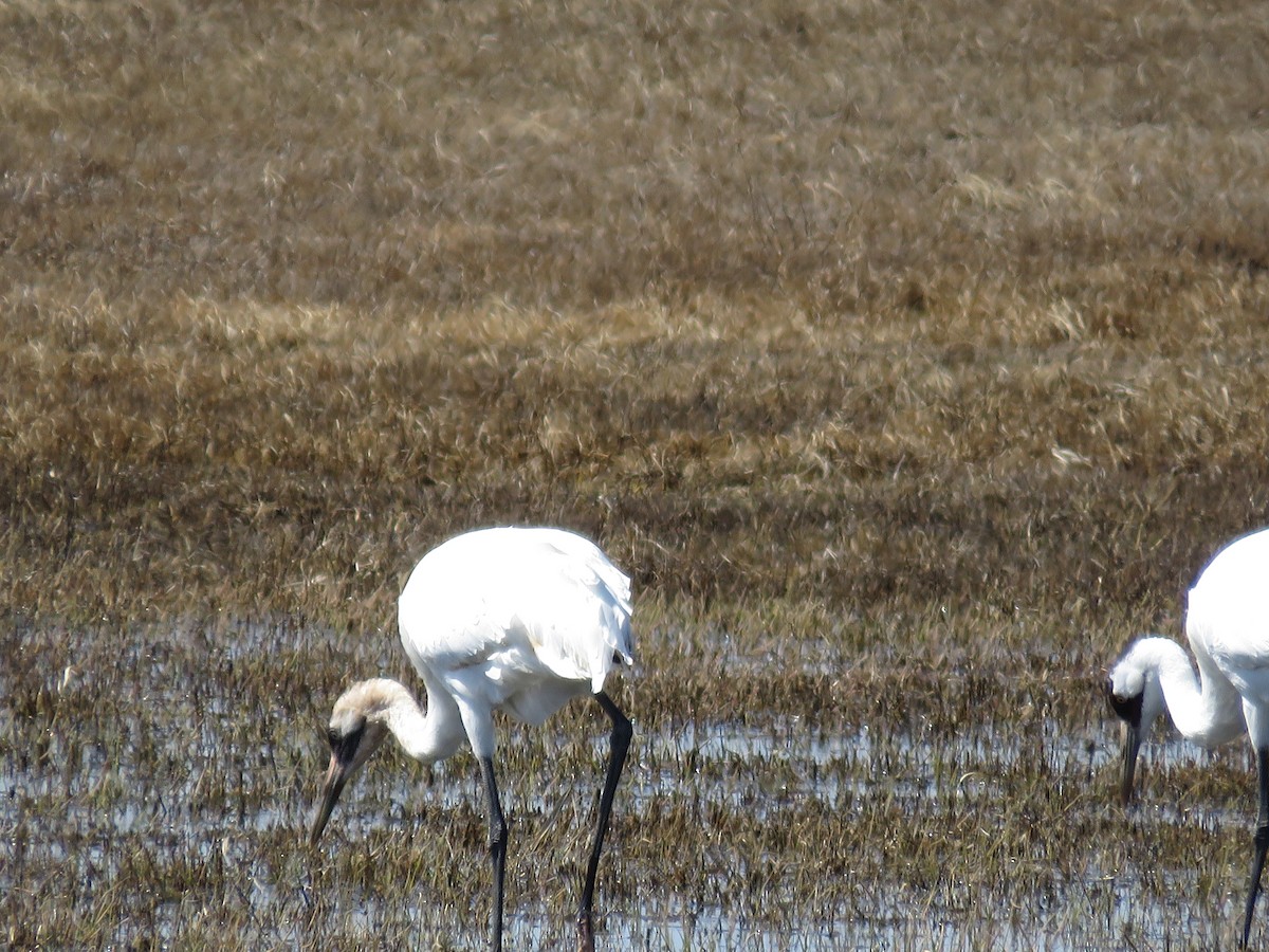 Grue blanche - ML552390531