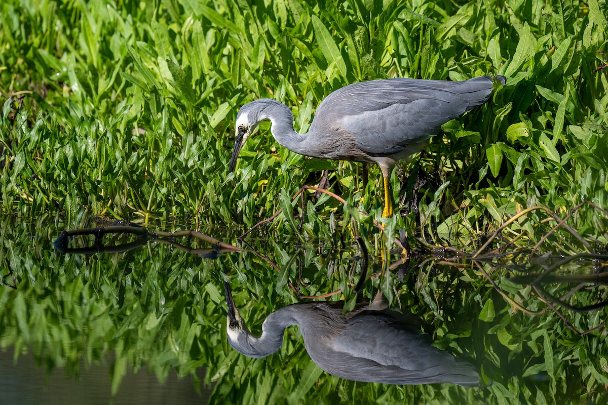 White-faced Heron - ML552391821