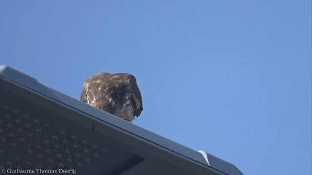 Brown Goshawk - ML552395011