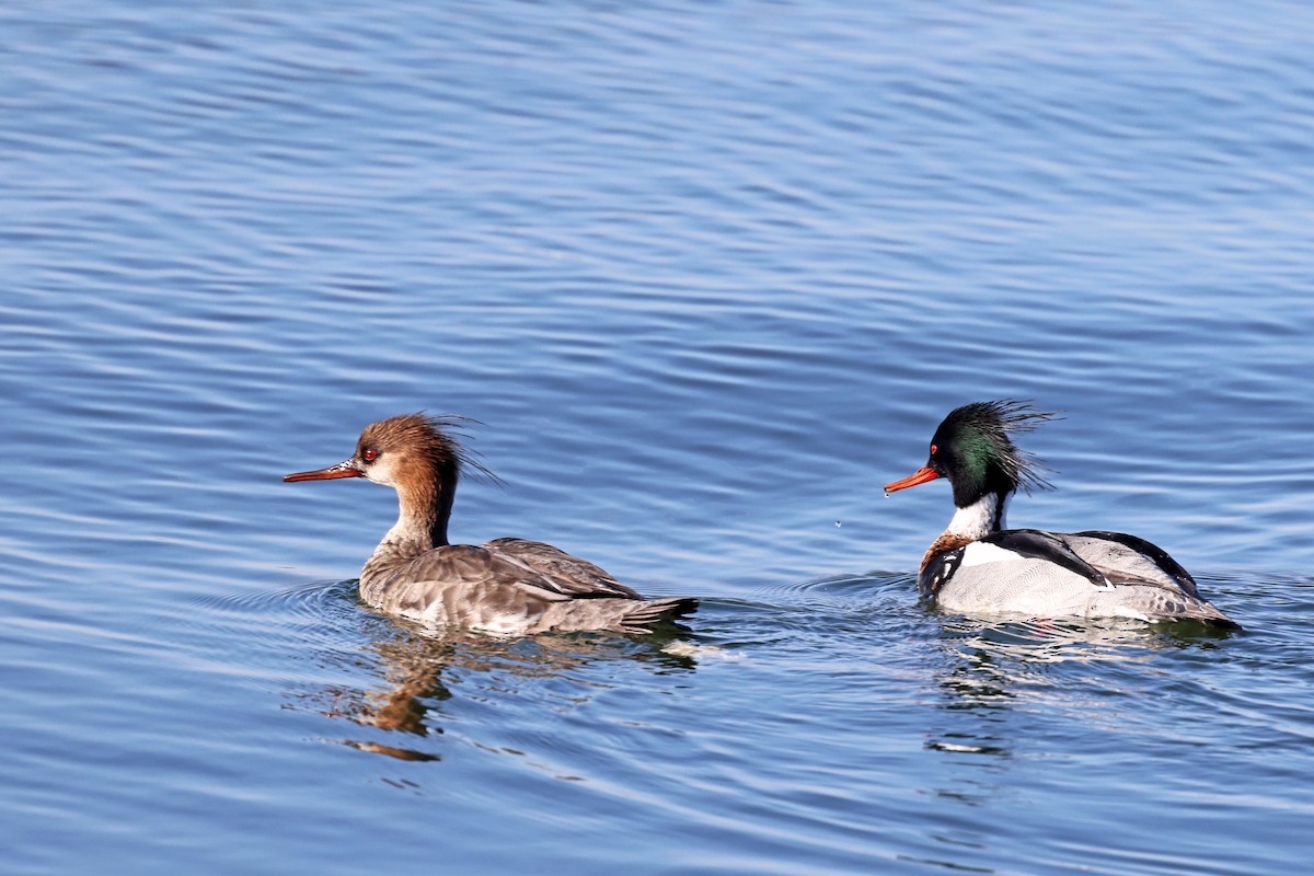 Red-breasted Merganser - Ming P.