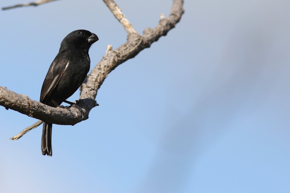 Cuban Bullfinch - ML552395811