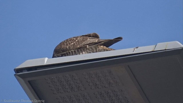 Brown Goshawk - ML552396551