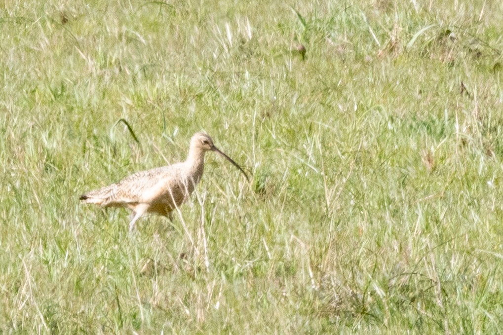 Long-billed Curlew - Liz West