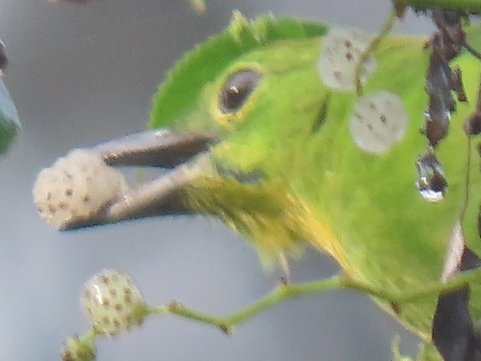 Greater Green Leafbird - ML552399081