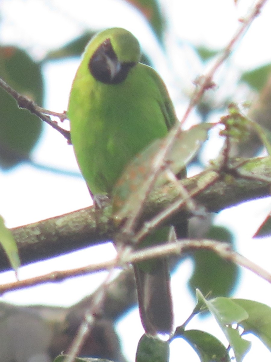 Greater Green Leafbird - Zhi Hao Low