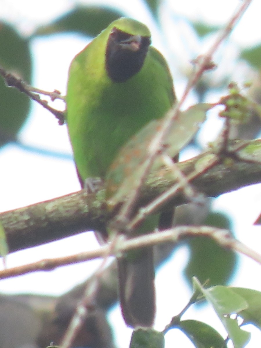 Greater Green Leafbird - ML552399161