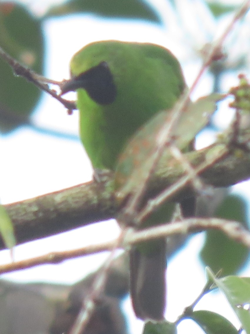 Greater Green Leafbird - ML552399171