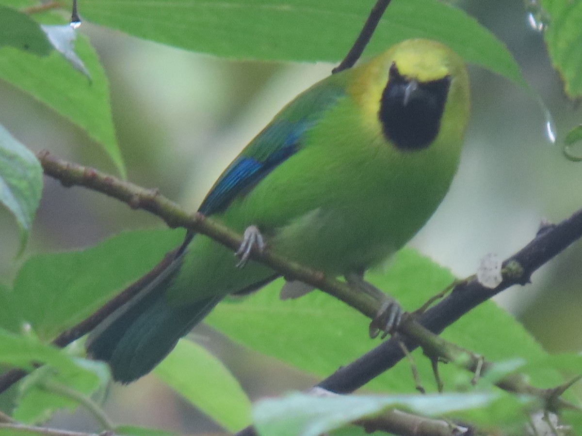 Blue-winged Leafbird - ML552400701