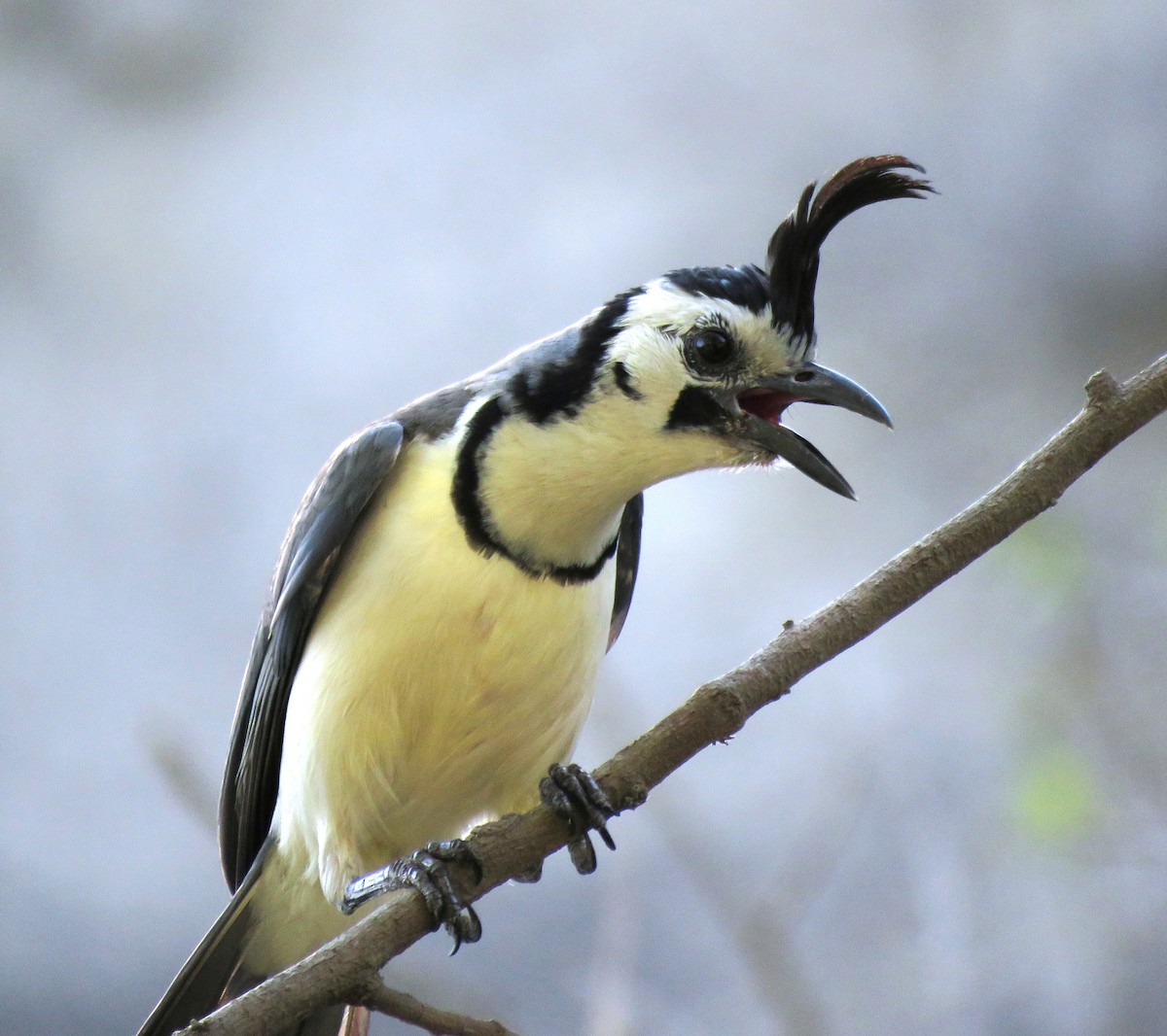 White-throated Magpie-Jay - ML552400791