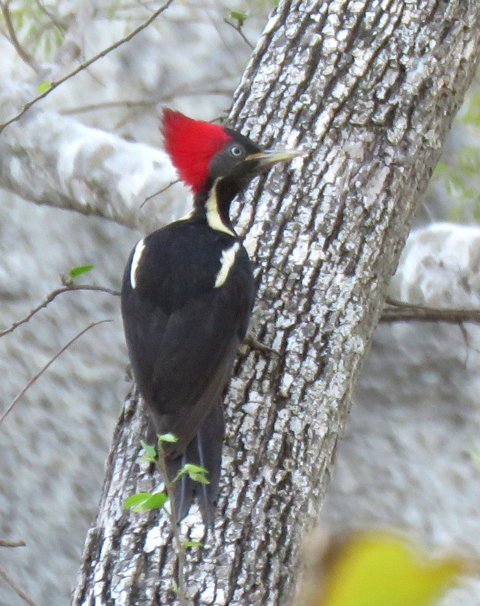 Lineated Woodpecker - ML552401101
