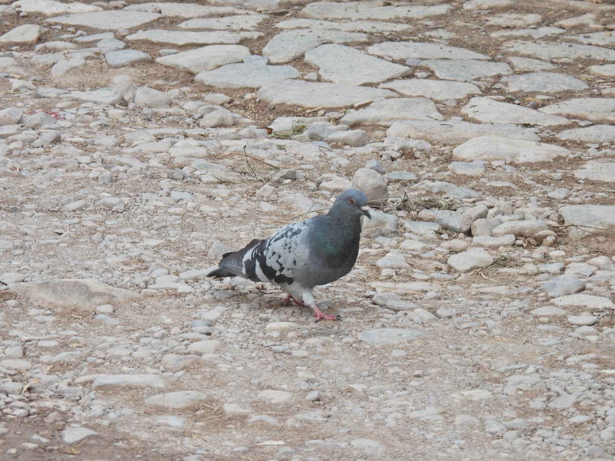Сизый голубь (Одомашненного типа) - ML552401771