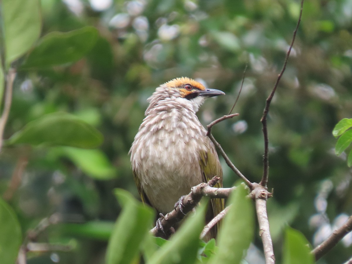 Straw-headed Bulbul - ML552402001