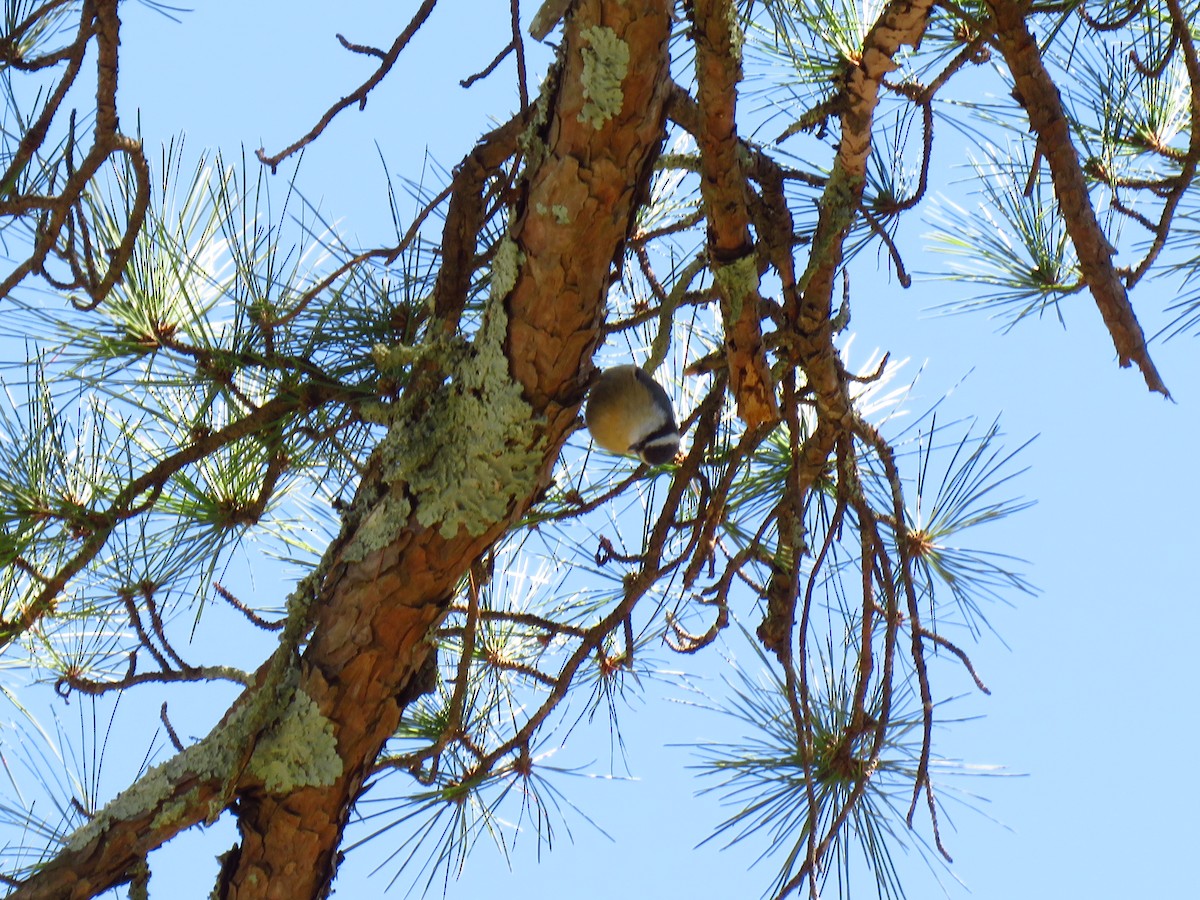 Red-breasted Nuthatch - ML552402681