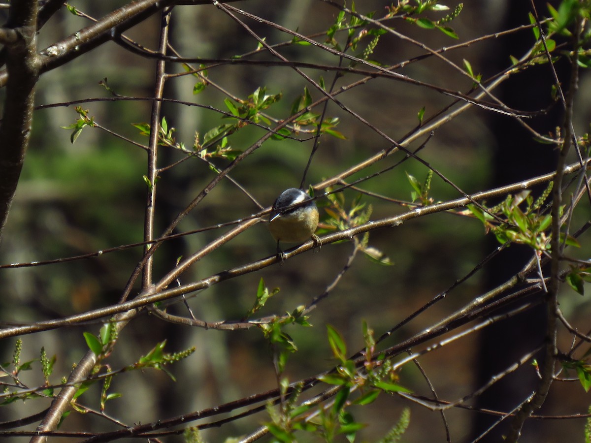 Red-breasted Nuthatch - ML552403271