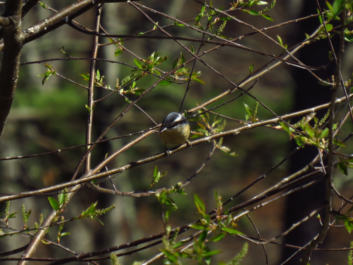 Red-breasted Nuthatch - ML552403281