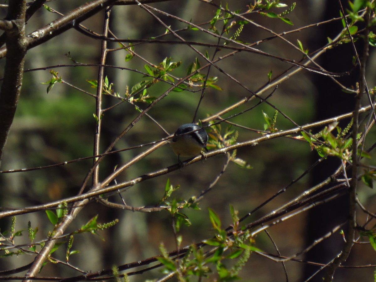 Red-breasted Nuthatch - ML552403291