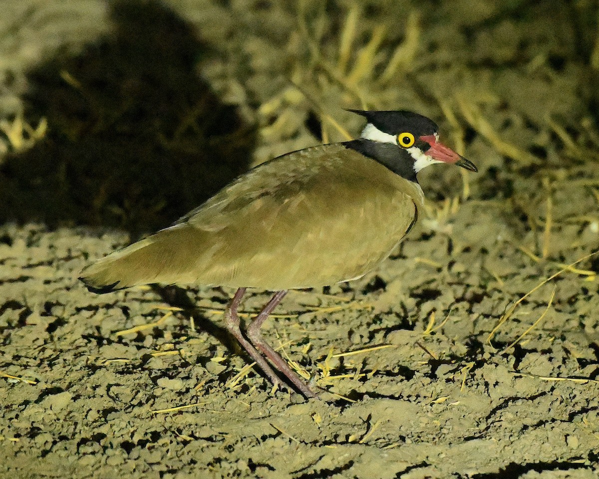 Black-headed Lapwing - Ted Wolff
