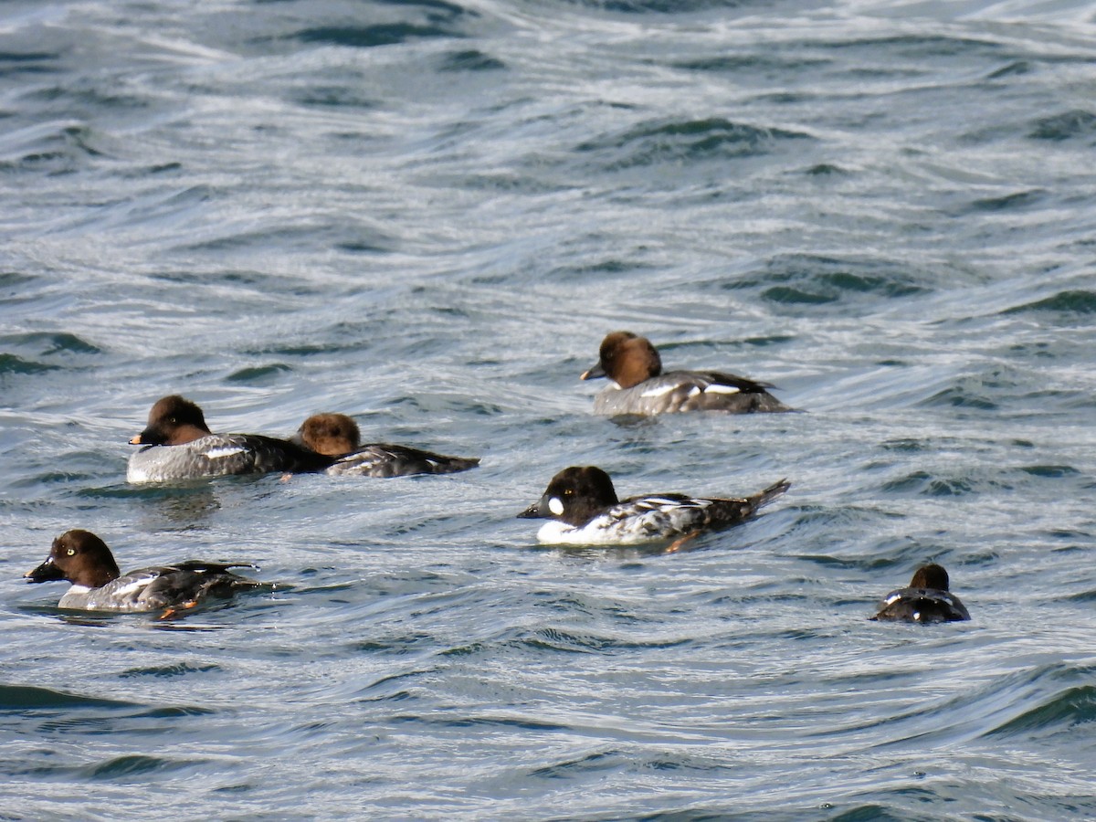 Common Goldeneye - ML552403901