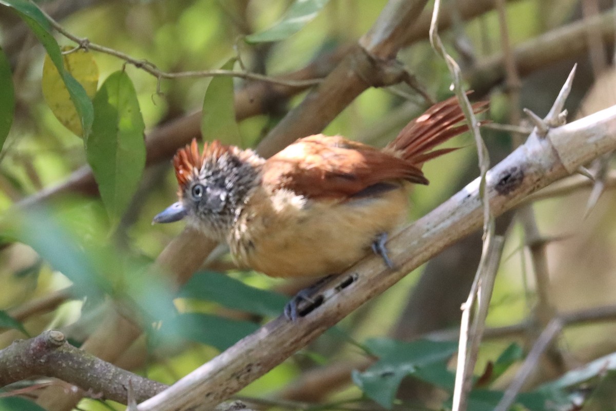 Barred Antshrike - Subodh Ghonge