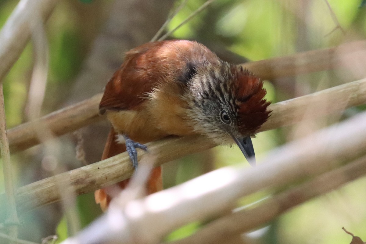 Barred Antshrike - ML552404321