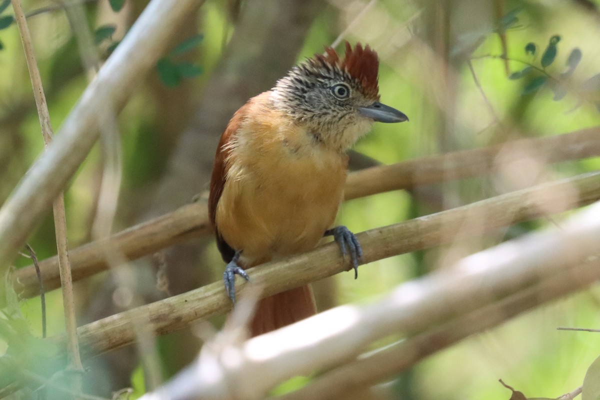 Barred Antshrike - ML552404341