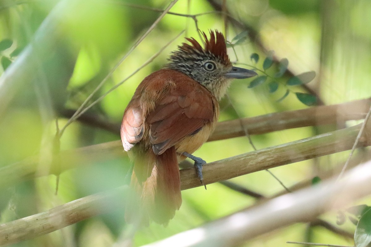 Barred Antshrike - ML552404351