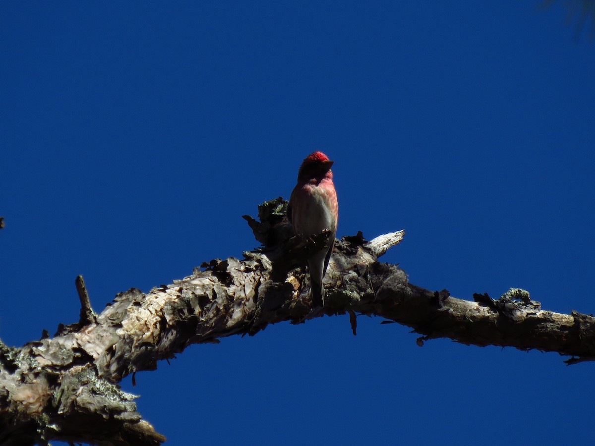 Purple Finch - ML552404931